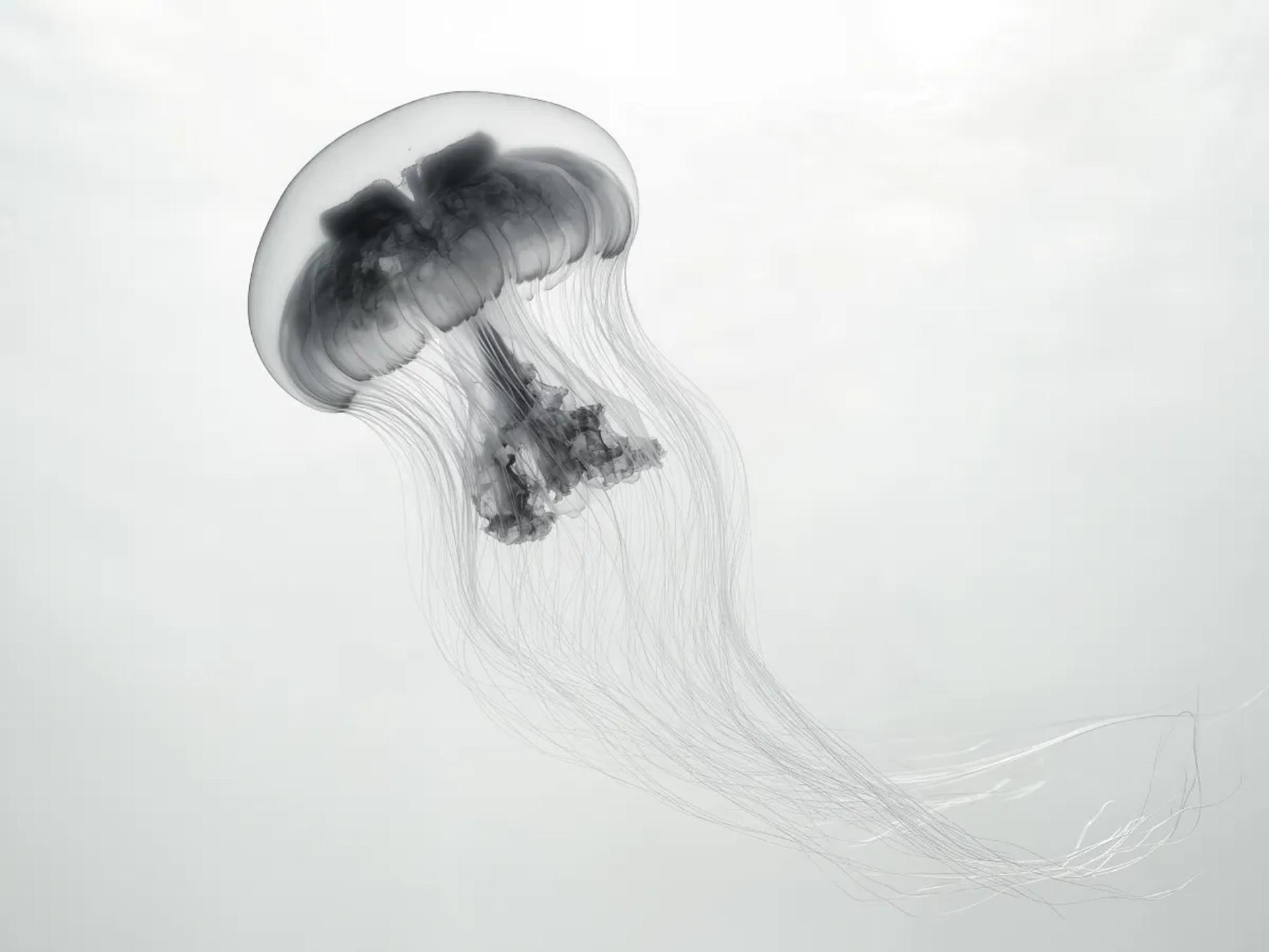 Front-end component library and design system