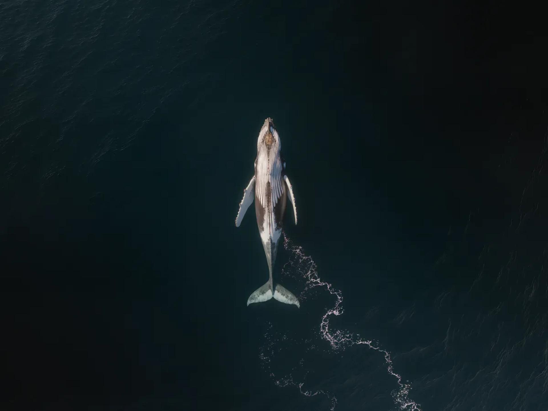 Data visualisation and infographic design